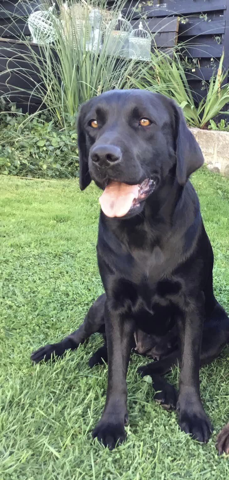 stemning billeder Kennel Cap De Lab